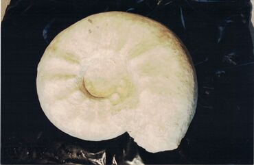 Ammonite