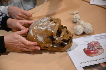 Moulage de crânes