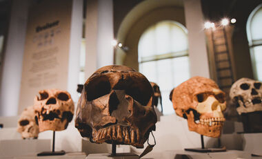 Muséum_Espèces d'hominines