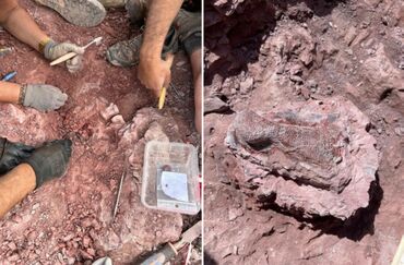 Excavaciones de fósiles de dinosaurio en Igea