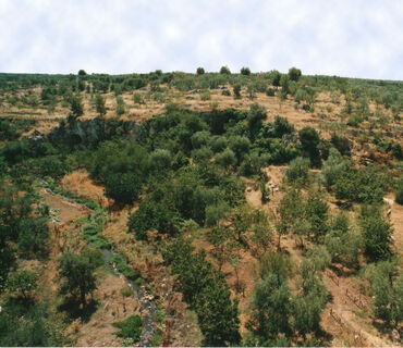 31293_vignette_Lama-Santa-Croce-1-1-.jpg